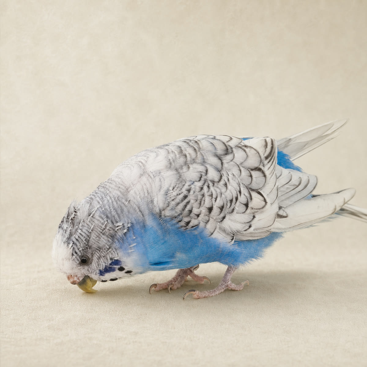 Piepmatz, a blue and white budgerigar